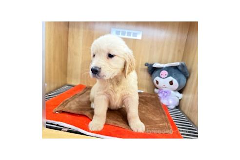 販売中の愛知県のゴールデンレトリーバー-394163の5枚目