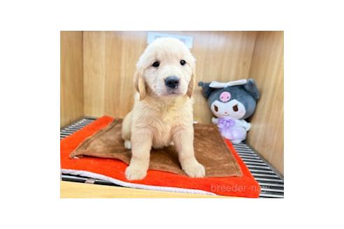 販売中の愛知県のゴールデンレトリーバー-394163の4枚目
