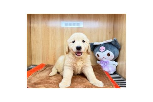 販売中の愛知県のゴールデンレトリーバー-394163の3枚目
