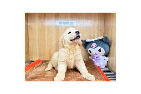 販売中の愛知県のゴールデンレトリーバー-394163の2枚目