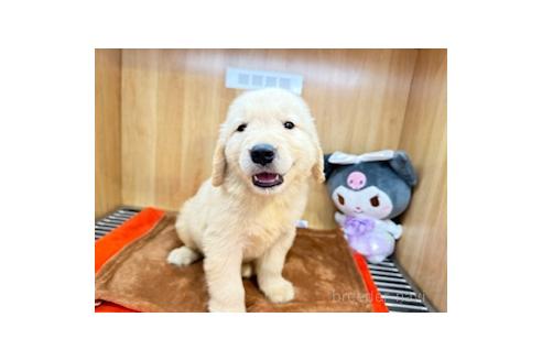 販売中の愛知県のゴールデンレトリーバー-394164の6枚目