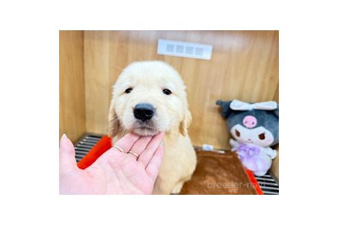 販売中の愛知県のゴールデンレトリーバー-394164の5枚目