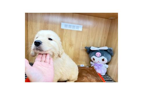 販売中の愛知県のゴールデンレトリーバー-394164の4枚目