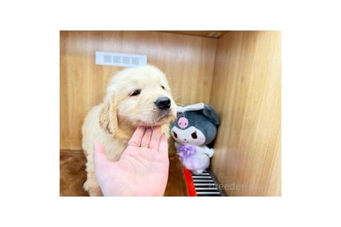 販売中の愛知県のゴールデンレトリーバー-394164の3枚目
