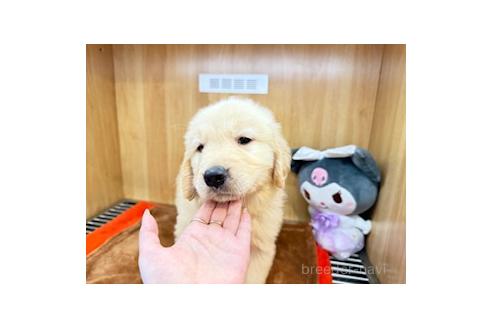 販売中の愛知県のゴールデンレトリーバー-394164の2枚目
