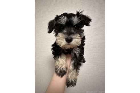 成約済の滋賀県のミニチュアシュナウザー-389215の2枚目