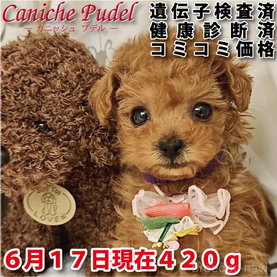 販売中の岐阜県のタイニープードル-392234