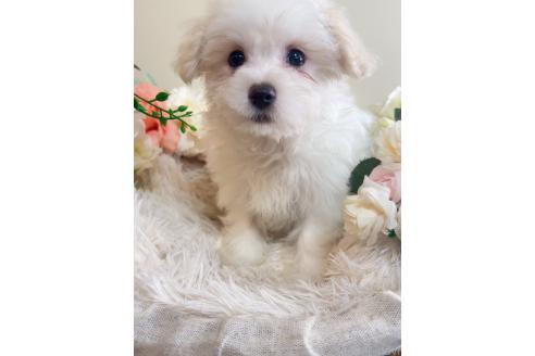 販売中の岐阜県のミックス犬-390581の5枚目