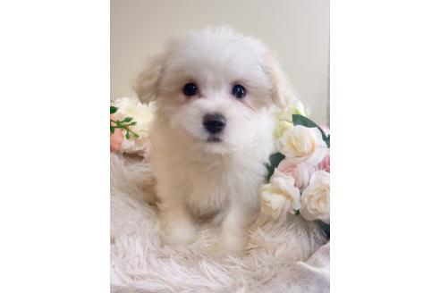 販売中の岐阜県のミックス犬-390581の4枚目