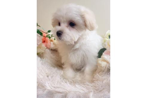 販売中の岐阜県のミックス犬-390581の3枚目