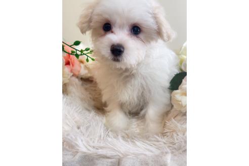 販売中の岐阜県のミックス犬-390581の2枚目
