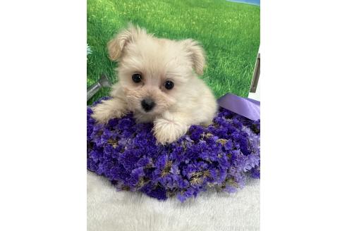 販売中の兵庫県のミックス犬-387101の1枚目