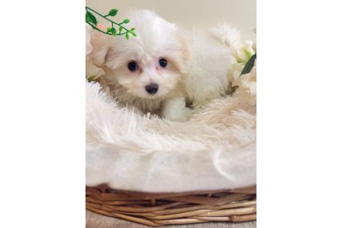 販売中の岐阜県のミックス犬-391557の10枚目