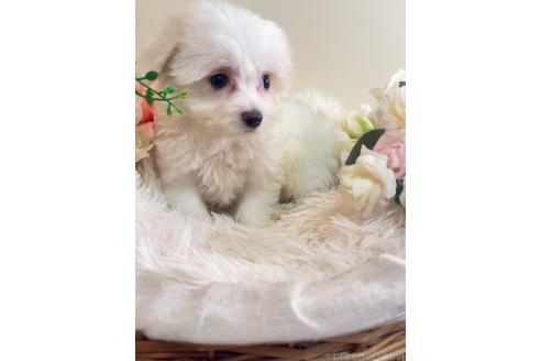 販売中の岐阜県のミックス犬-391557の9枚目