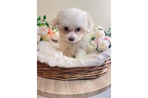 販売中の岐阜県のミックス犬-391557の8枚目