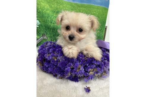 販売中の兵庫県のミックス犬-387101の4枚目