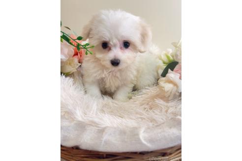 販売中の岐阜県のミックス犬-391557の6枚目