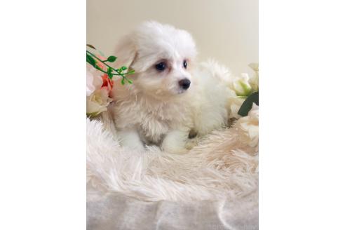 販売中の岐阜県のミックス犬-391557の5枚目