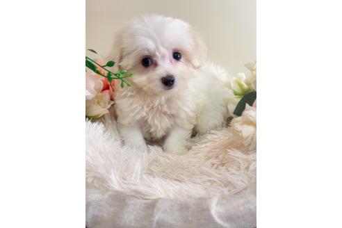 販売中の岐阜県のミックス犬-391557の4枚目