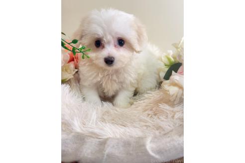 販売中の岐阜県のミックス犬-391557の3枚目