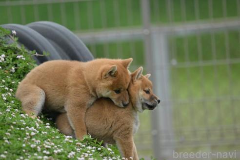 販売中の愛知県の柴犬-394169の7枚目