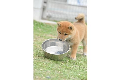 販売中の愛知県の柴犬-394169の6枚目