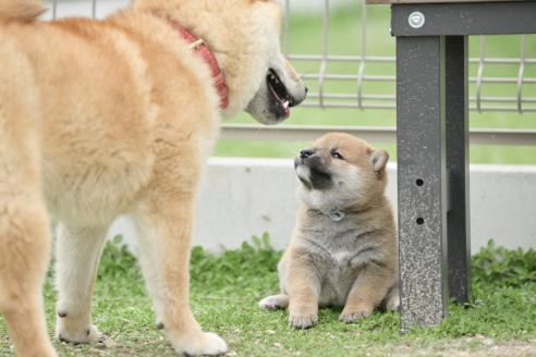 販売中の愛知県の柴犬-394169の3枚目