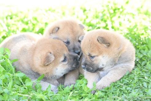 販売中の愛知県の柴犬-394169の4枚目