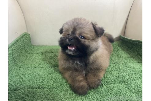 販売中の千葉県のミックス犬-394166の6枚目