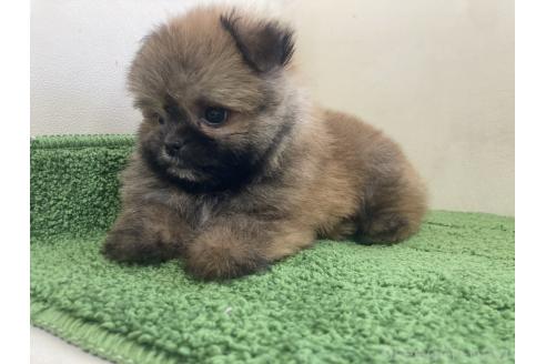 販売中の千葉県のミックス犬-394166の5枚目