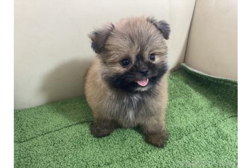 販売中の千葉県のミックス犬-394166の4枚目