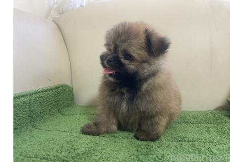 販売中の千葉県のミックス犬-394166の3枚目