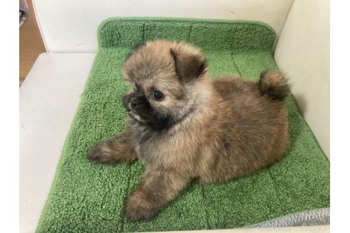販売中の千葉県のミックス犬-394166の2枚目