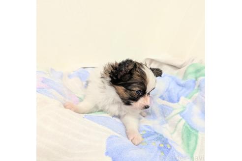 販売中の宮崎県のパピヨン-394170の6枚目