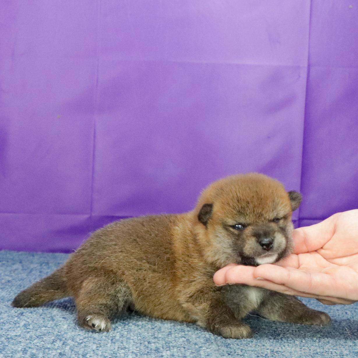 販売中の愛知県の柴犬-394173の3枚目