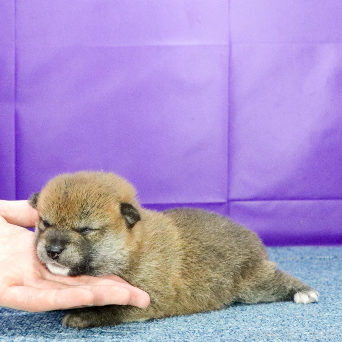 販売中の愛知県の柴犬-394173の2枚目