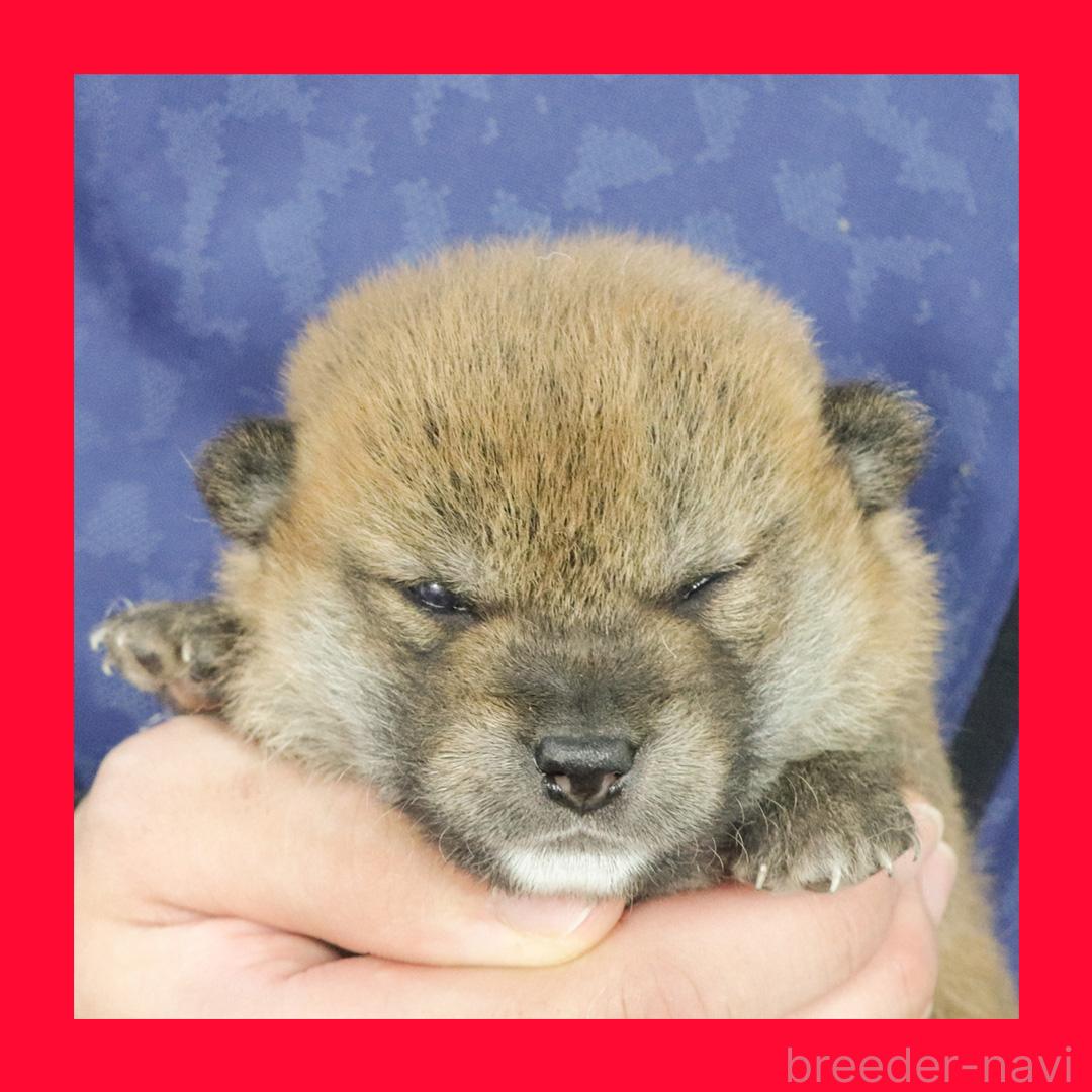 販売中の愛知県の柴犬-394173