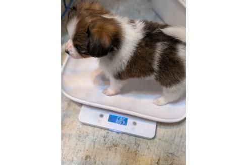 販売中の宮崎県のパピヨン-394176の2枚目