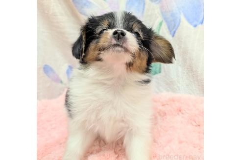 販売中の宮崎県のパピヨン-394181の5枚目