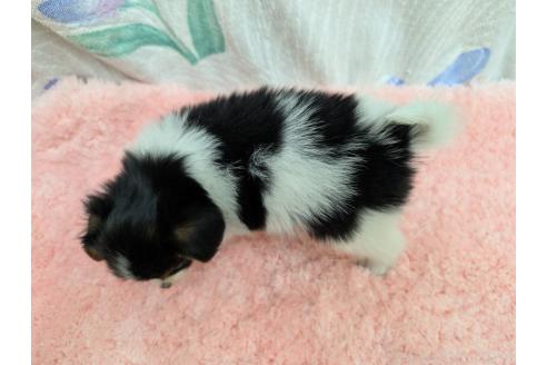 販売中の宮崎県のパピヨン-394181の4枚目
