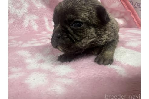 販売中の長野県のミックス犬-394179の4枚目