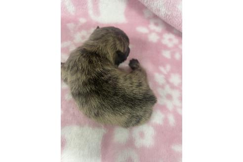 販売中の長野県のミックス犬-394179の2枚目