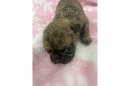 販売中の長野県のミックス犬-394180の3枚目
