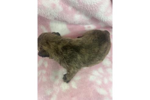 販売中の長野県のミックス犬-394180の2枚目