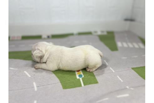 販売中の愛知県のフレンチブルドッグ-394190の6枚目