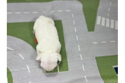 販売中の愛知県のフレンチブルドッグ-394190の4枚目