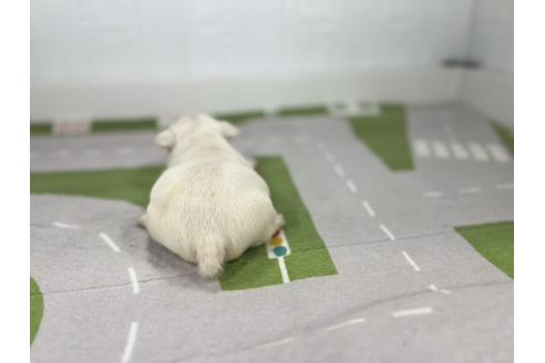 販売中の愛知県のフレンチブルドッグ-394190の3枚目