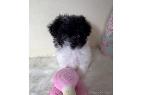 販売中の東京都のミックス犬-394193の6枚目