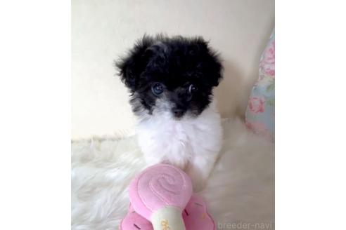 販売中の東京都のミックス犬-394193の5枚目