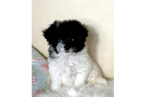 販売中の東京都のミックス犬-394193の3枚目